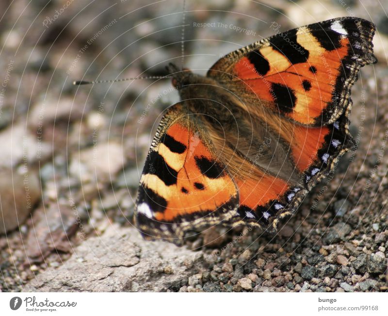 I'll let you live Butterfly Small tortoiseshell Insect Articulate animals Pattern Colouring Multicoloured Red Pebble Stone Animal Beautiful Easy Ease Feeble