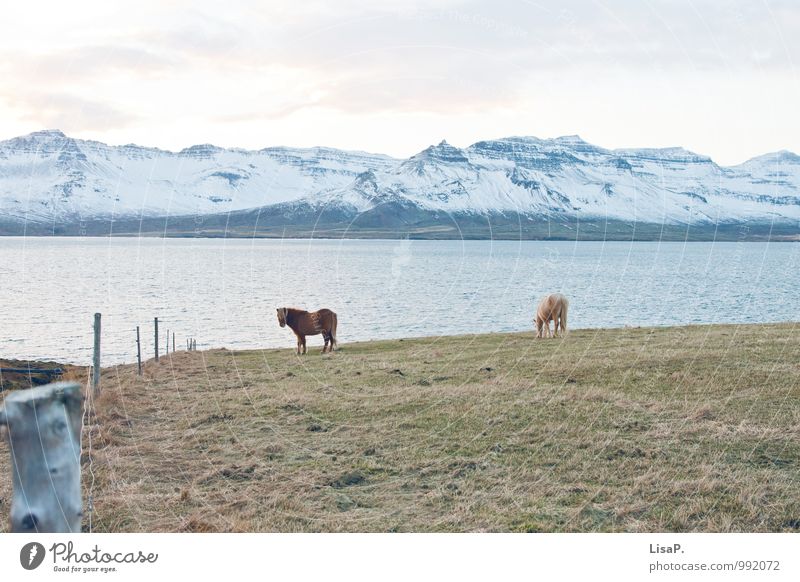 Island Nature Landscape Animal Elements Water Winter Snow Coast Fjord North Sea Wiese Mountain Field Horse 2 Exceptional Cool (slang) Blue Green White Calm