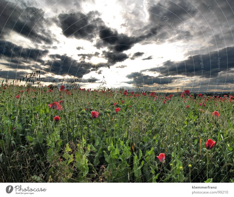poppy day Field Poppy Poppy field Hope Grass Horizon Clouds Sky Bad weather Storm clouds Calm Loneliness Serene Landscape Wide angle Green Red Black