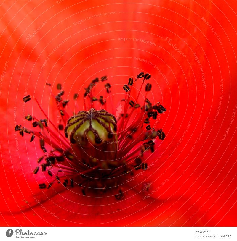 Red Passion Poppy Flower Blossom Black Plant Meadow Field Detail Character Macro (Extreme close-up) Nature