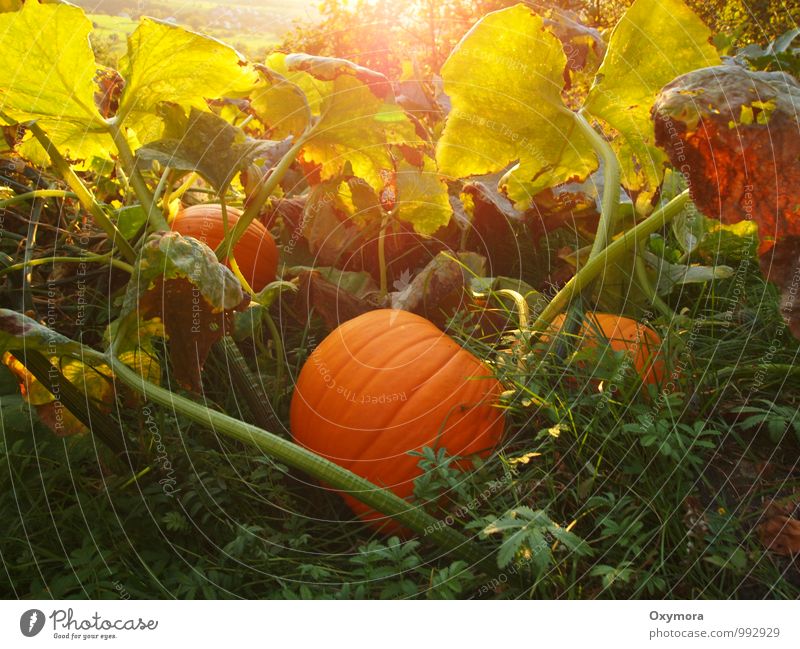 autumn mood Vegetable Plant Leaf Pumpkin Pumpkin plants Pumpkin time Meadow Field Feasts & Celebrations Green Orange Attentive Mysterious Idyll Environment