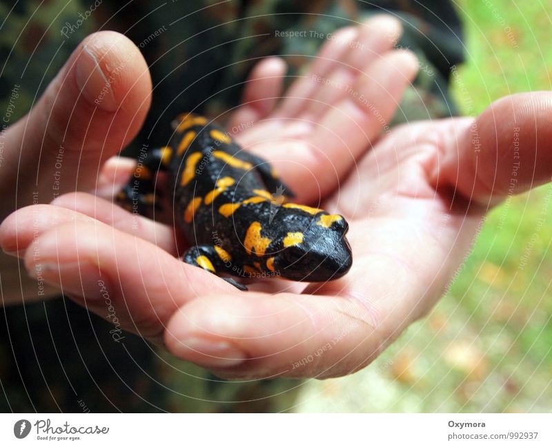 Fire in the hands Animal Wild animal fire salamander Amphibian 1 Observe Touch To hold on Looking Exceptional Yellow Black Trust Love of animals Peaceful Help