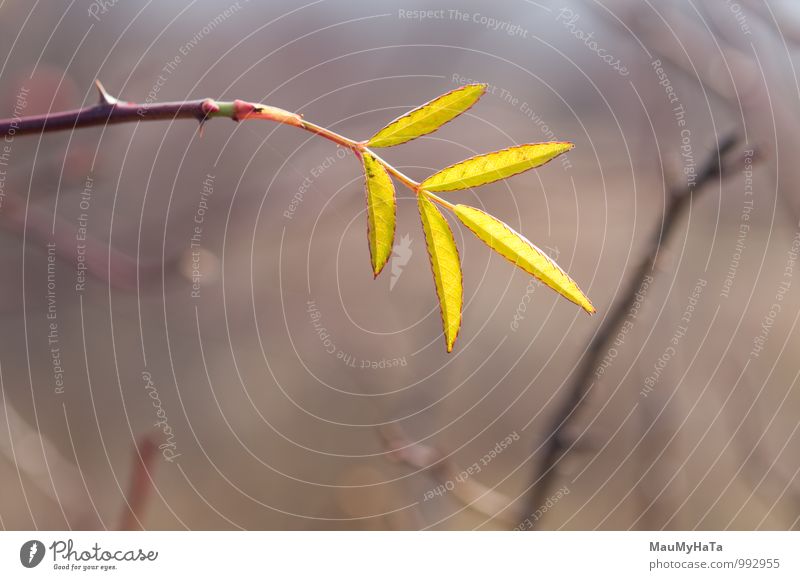 Fall Environment Nature Plant Tree Leaf Forest Brown Green Branch Light Twig Horizontal Environmental Conservation Beauty In Nature Wild rose Illuminate