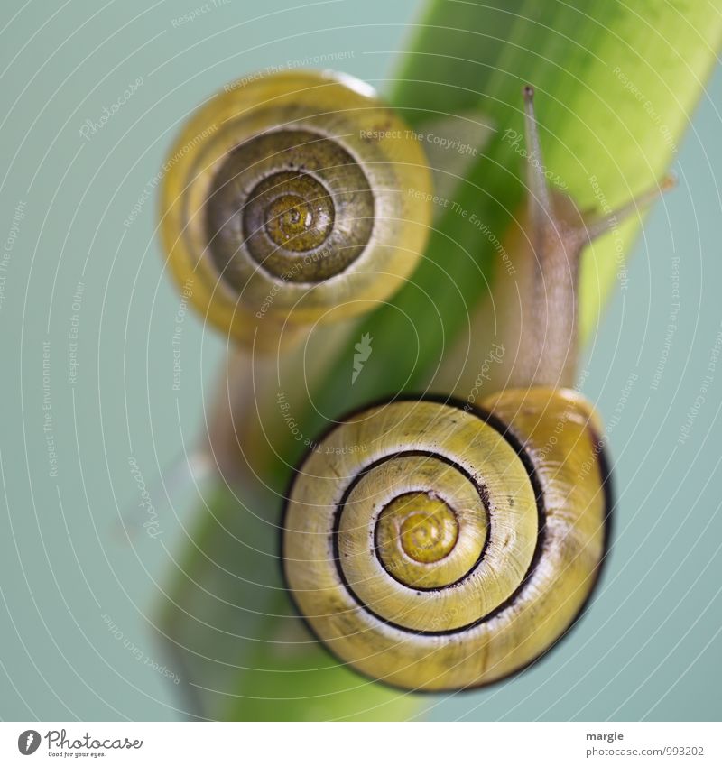 Up and down: two snails on a stem with neutral background Nature Leaf Animal Wild animal Crumpet 2 Crawl Esthetic Green Disappointment Inhibition Ignorant