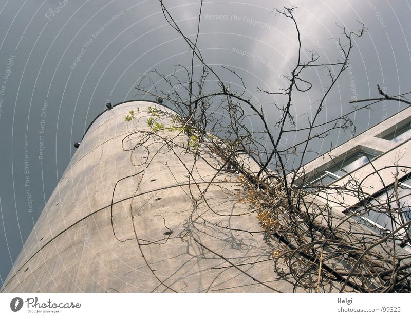 tall... Building House (Residential Structure) Window Concrete Gray Overgrown Plant Tendril Stalk Clouds White Towering Attach Muddled Round Curved Corner Frame