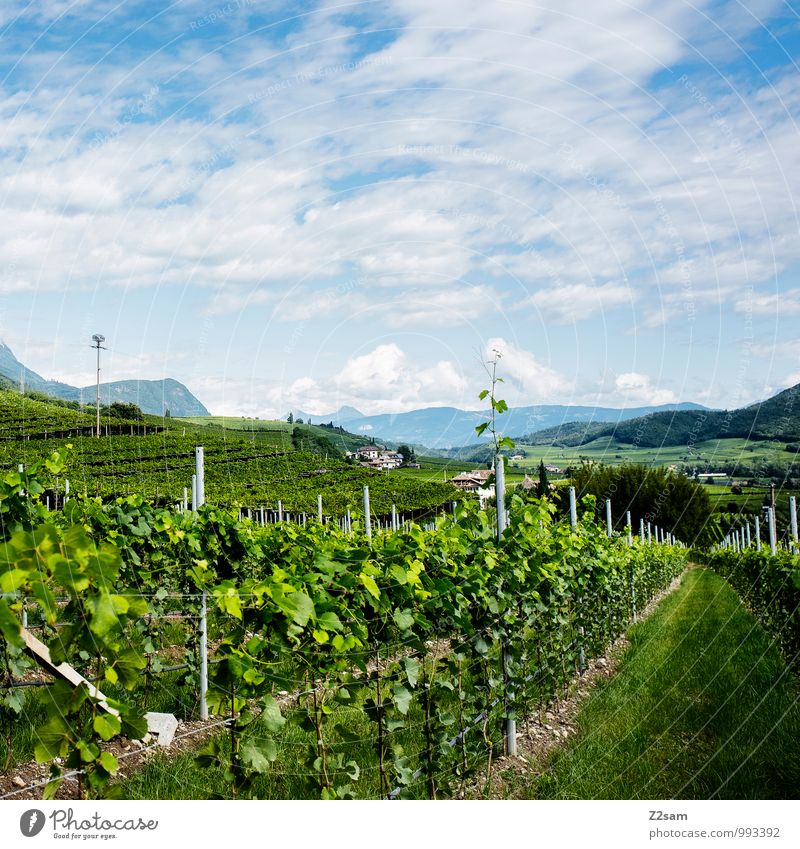 cold Wine Environment Nature Landscape Sky Clouds Summer Beautiful weather Plant Bushes Alps Mountain Healthy Sustainability Natural Blue Green Relaxation