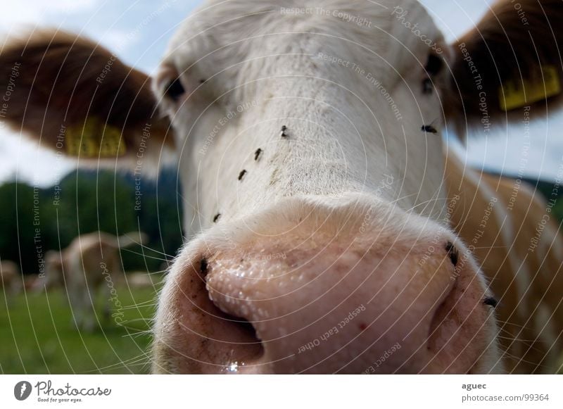 Look here! Cow Cattle Frontal Front view Animal Pelt Cowhide Eyelash Nostril Snout Nostrils Pink Damp White Brown Meadow Bavaria Cattleherd Dairy cow Curiosity