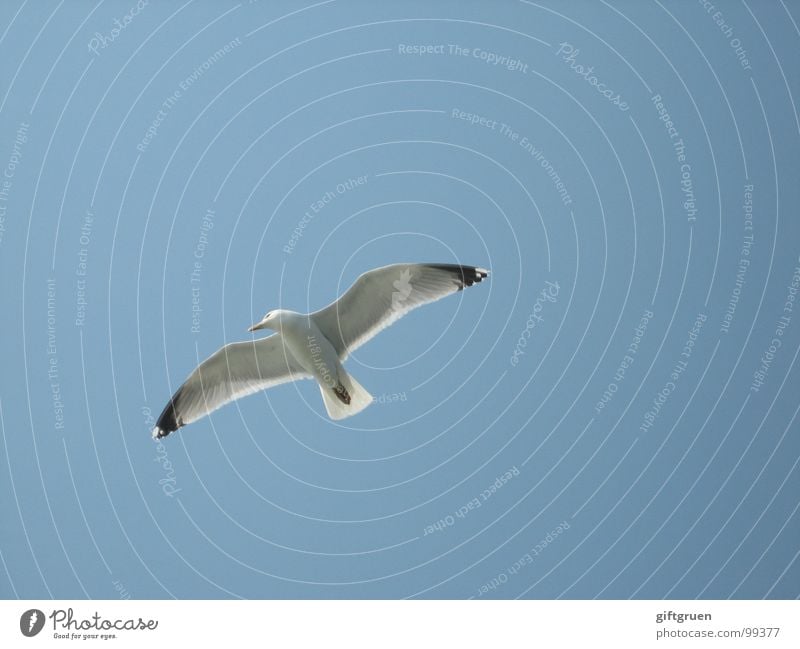BirdPerspective Seagull White Hover Beach Ocean Coast Sky Blue Flying Blue sky Beautiful weather beach canopy Wing Aviation