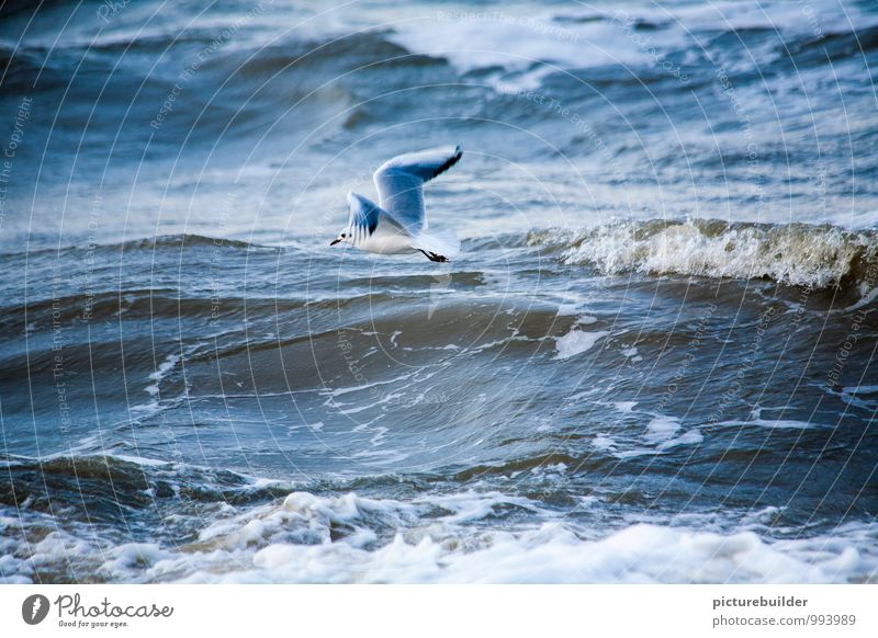 in the wind Tourism Beach Ocean Waves Nature Elements Water Coast North Sea Seagull 1 Animal Observe Flying Endurance Colour photo Exterior shot Copy Space top