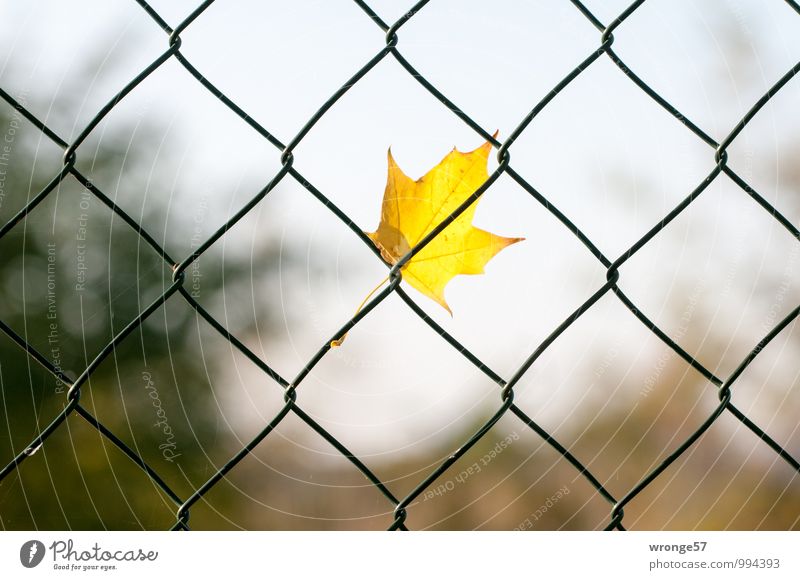 adherence Leaf Brown Yellow Green Individual Autumn leaves Fence Wire fence To hold on Get caught on Middle Central perspective Colour photo Multicoloured