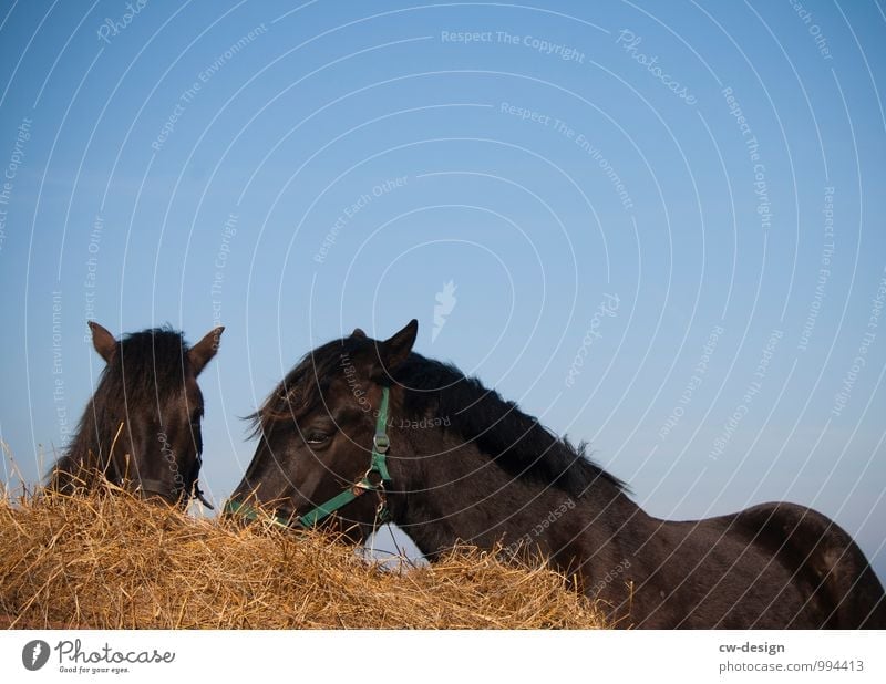 Two animals on Hiddensee horses Sky To feed Food intake Blue