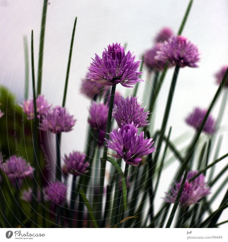[chives] Chives Herbs and spices Violet Green Growth Flower Multicoloured Spring Nutrition Blossoming herbs