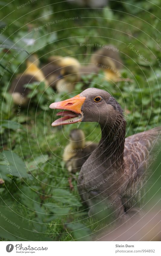 Guard the goose while it chicks Animal Pet Farm animal Bird Animal face Goose Group of animals Animal family Observe Aggression Threat Emotions Brave Passion