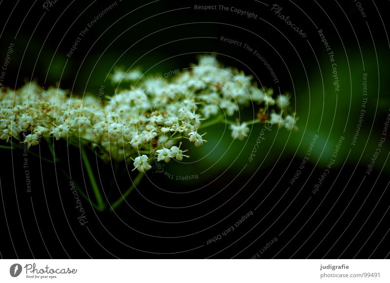 meadow Common Yarrow Cow parsley Poison hemlock Blossom Flower Plant Stalk Umbellifer Angiosperm White Brown Black Summer Environment Growth Flourish Meadow