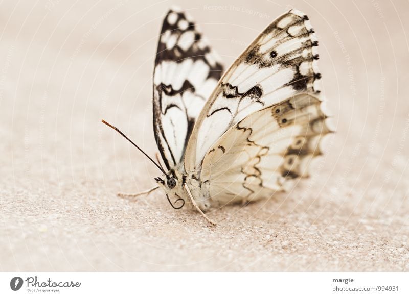A butterfly in the sand Environment Nature Sand Animal Wild animal Butterfly 1 White pretty Calm Loneliness Exhaustion Contentment Uniqueness Elegant Relaxation