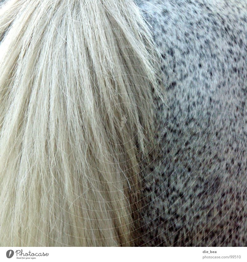 ...from behind Horse Tails Pelt Pattern Dappled Hind quarters Mammal Mold Hair and hairstyles