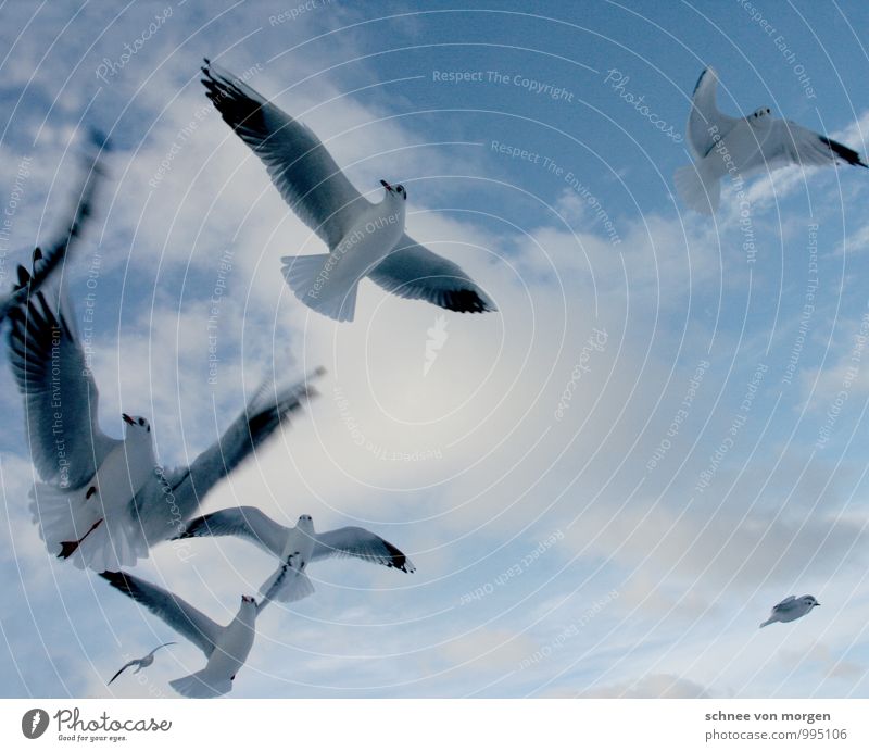flapping Relaxation Calm Environment Nature Sky Clouds Summer Wind Coast North Sea Ocean Animal Bird Wing Group of animals To enjoy Dream Blue White Serene "sea