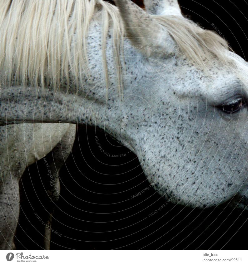 mildew Horse Mane Pattern Dappled Mammal Mold Neck Black & white photo Eyes