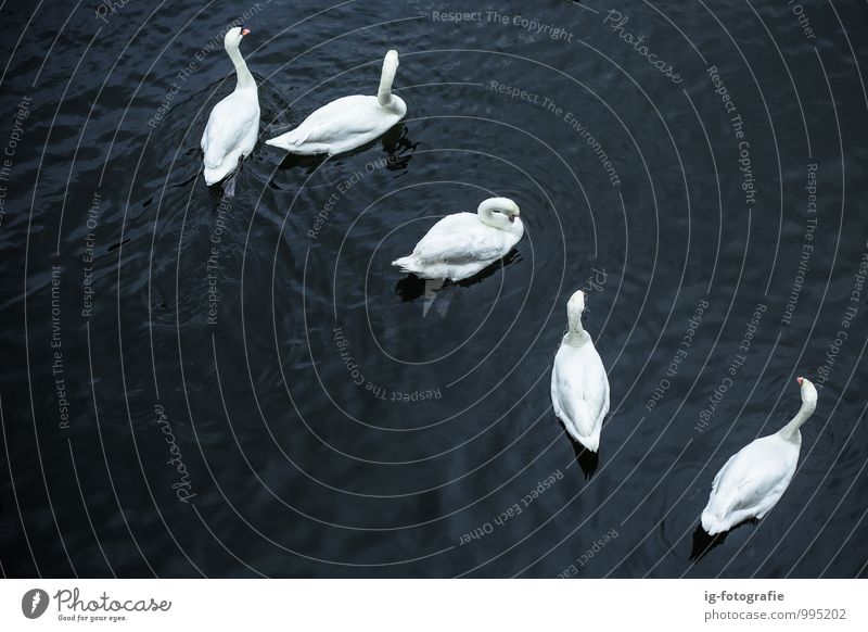 Swan Lake Animal Water River Bird Group of animals Elegant Beautiful Black White Power Together Schwan Schwanensee Wasser Subdued colour Copy Space left Dawn