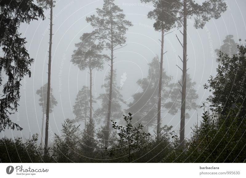 grey forest Nature Landscape Sky Autumn Fog Tree Bushes Forest Line Tall Gray Moody End Hope Climate Sadness Transience Subdued colour Exterior shot