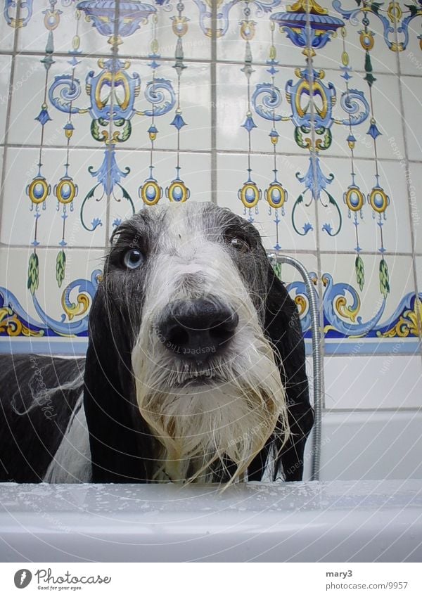 Wet dog Dog Bathtub Eyes Nose Looking