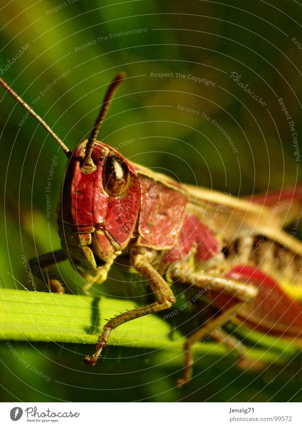 Red Knight. Insect Macro (Extreme close-up) Great green bushcricket Locust Salto Small Diminutive Meadow Grass Animal