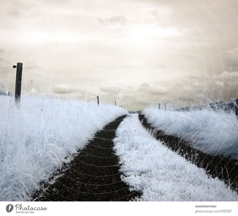 step into... Infrared White Infrared color Passenger train Black Red Clouds Grass Wayside Meadow Wood flour Wood effect Gorgeous Exceptional Dream Fence