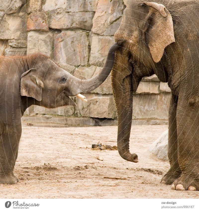 Asian elephants Elephant Elephant skin Elefantears Baby elefant Elephant Ear Elefantentreffen Female elefant Bull elephant Elephant eye Elephant herd Animal