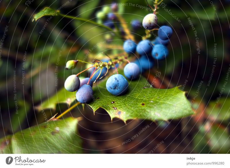 bird food Nature Plant Leaf Berry seed head Berries Berry bushes Garden Round Juicy Blue Green Sustainability Colour photo Multicoloured Exterior shot Close-up