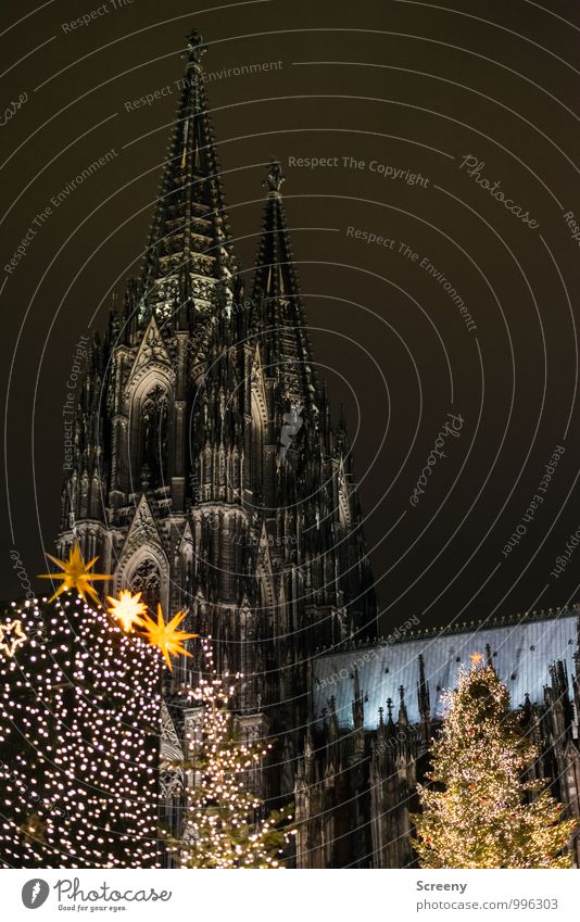 Christmas at the cathedral Christmas & Advent Cologne Town Downtown Church Dome Tourist Attraction Landmark Cologne Cathedral Illuminate Point Fir tree