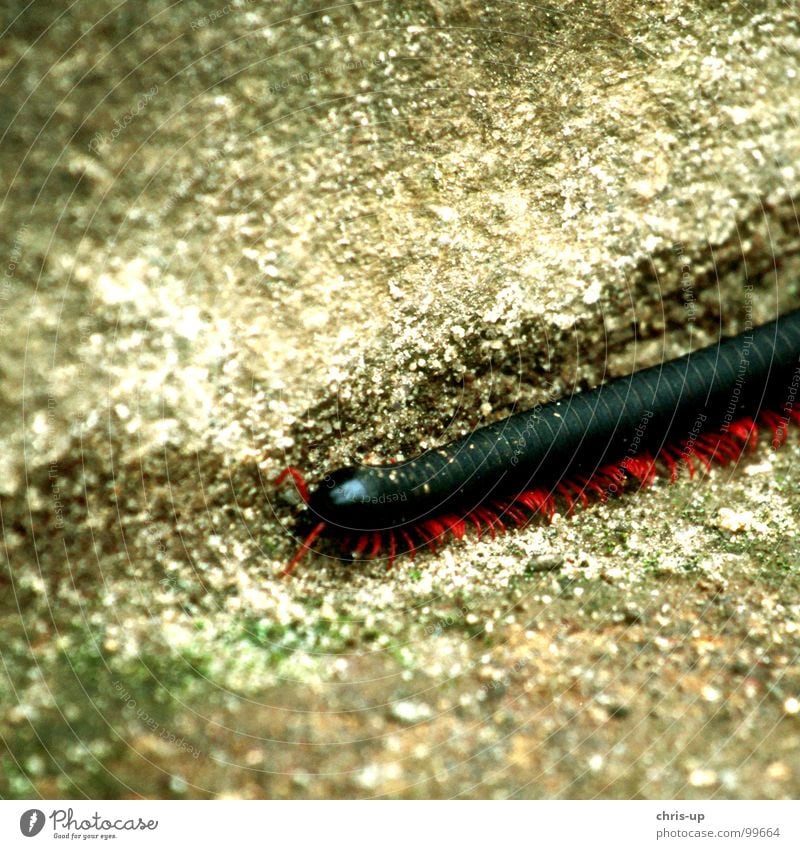 millipedes Insect Feeler Long Animal Millipede Giant Thorntail Nature Meandering Copy Space top Partially visible Section of image Detail