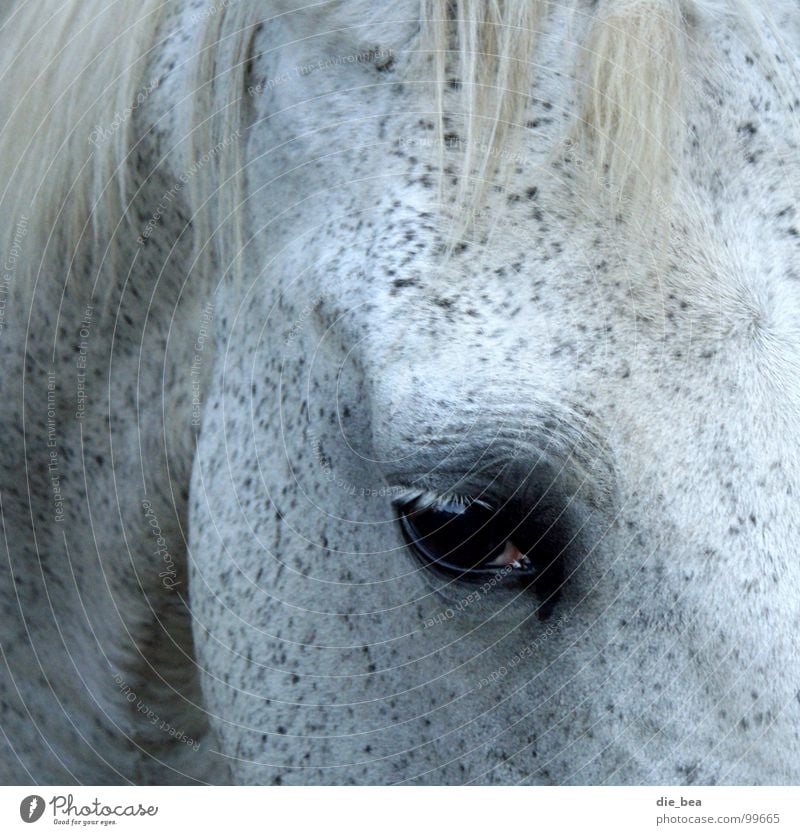 Let me see Horse Mane Eyelash Mammal Mold Eyes Black & white photo Dappled Wrinkles