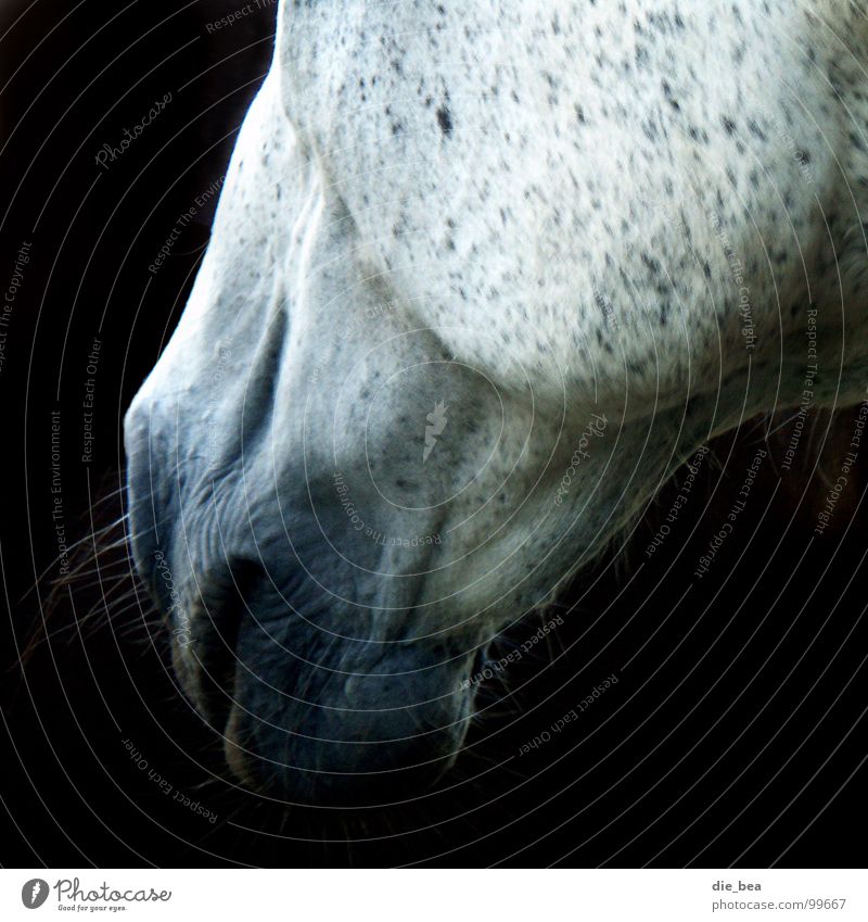 Double chin? Horse Dappled Facial hair Beard hair Wrinkles Mammal Mold Black & white photo Muzzle Patch Hair and hairstyles Lips