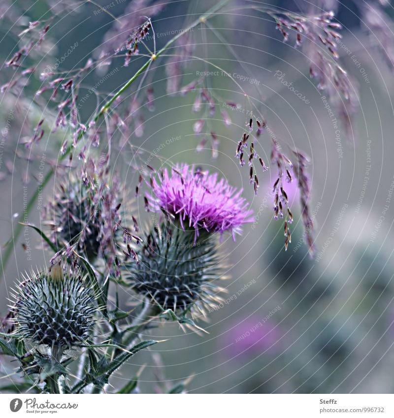 flowering thistle and flowering grass in Scotland Thistle Thistle blossom Nordic Nordic romanticism Nordic wild plants Scottish summer Nordic nature