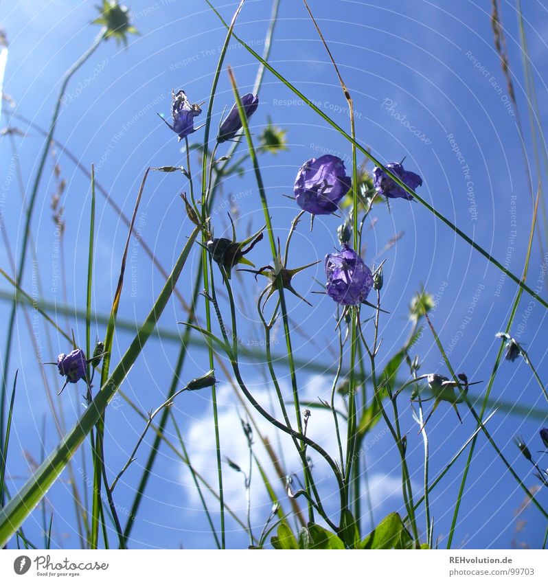 in the meadow Meadow Flower Bluebell Blade of grass Grass Stalk Clouds Worm's-eye view Vantage point Aspire Growth Green Plant Insect Summer Summer's day Trip