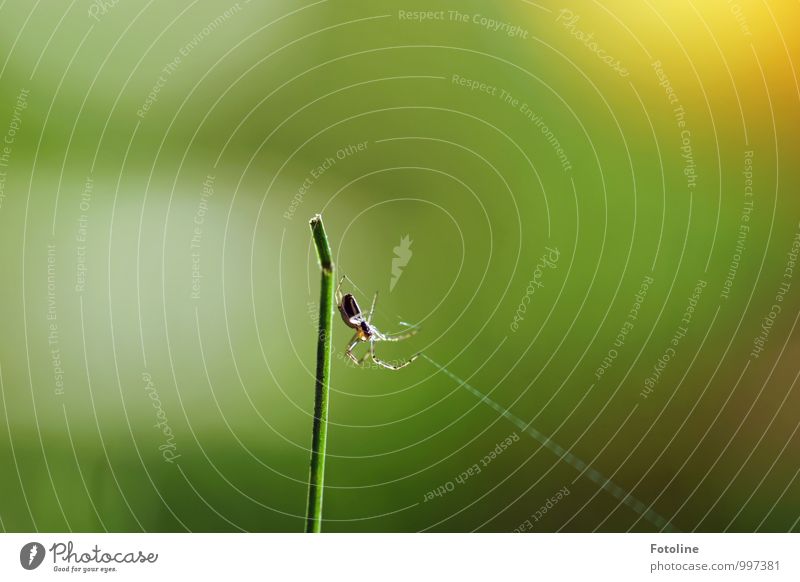 Tekla Animal Spider 1 Free Bright Small Natural Green Blade of grass Spider's web Spin Spider legs Insect Colour photo Multicoloured Exterior shot Close-up