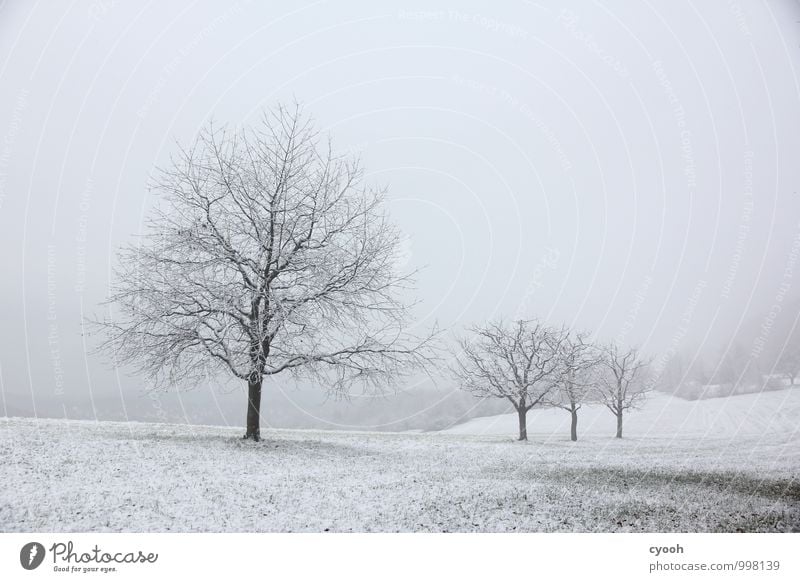 grey in grey Landscape Winter Bad weather Snow Snowfall Tree Meadow Dark Cold Gloomy Black White Sadness Loneliness Nature Calm Stagnating Moody Time Snowscape