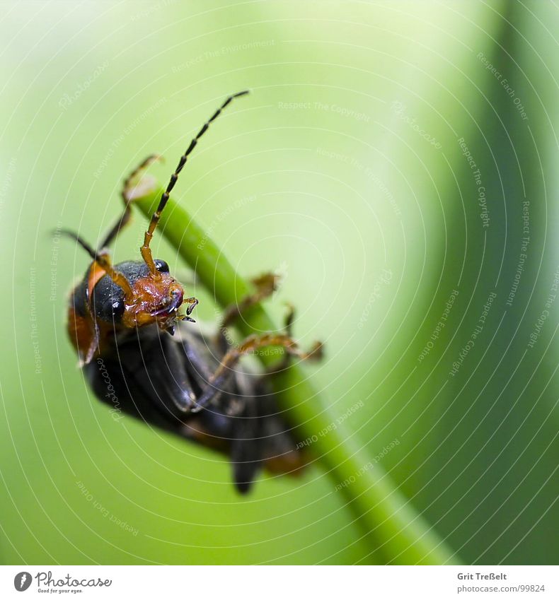 Look, this is how it works! Insect Meadow Blade of grass Green Posture Beetle Looking Lawn