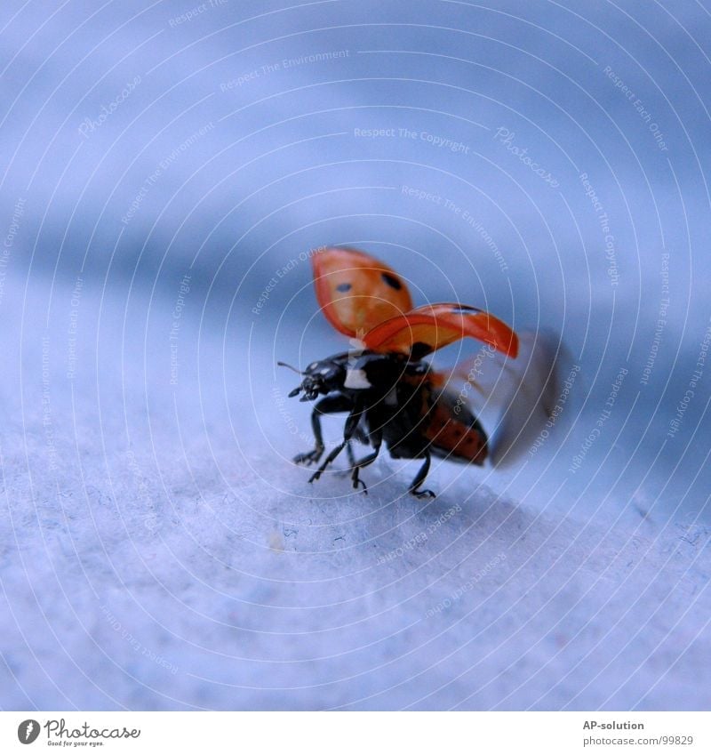 Ladybird at take-off Happy Success Nature Animal Grass Beetle Wing Movement Flying Crawl Walking Small Speed Blue Red Black Beginning Insect Diminutive Feeler