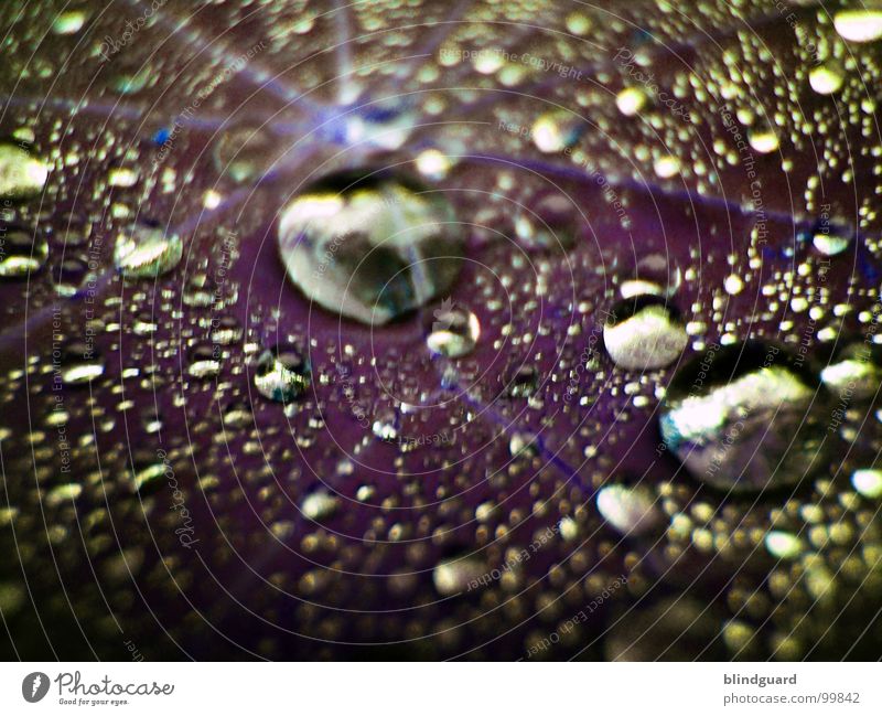 purple rain Wet Fresh Glittering Near Rain Flash Thundery shower Large Small Macro (Extreme close-up) Liquid Close-up Autumn Water Reflection Star (Symbol) Life