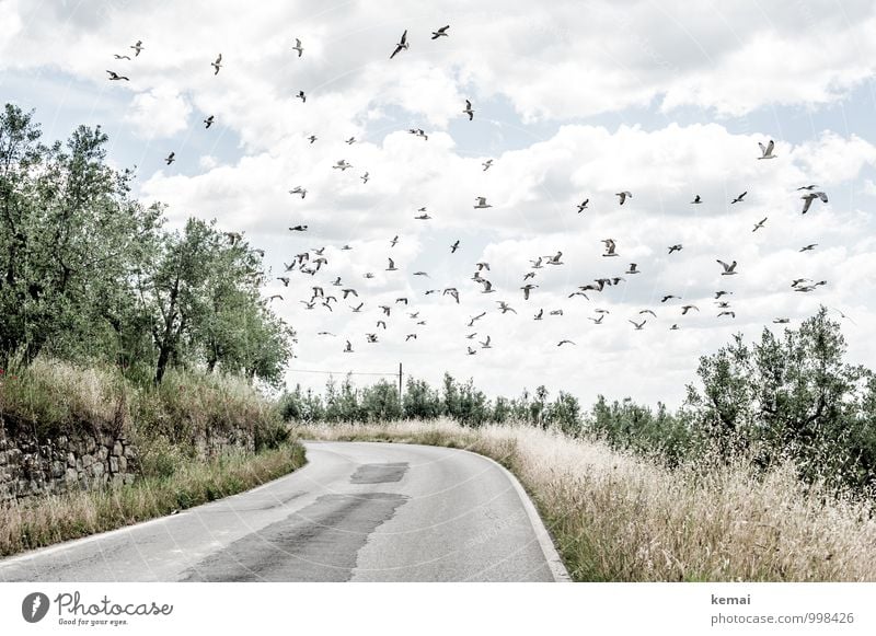 Searching Environment Nature Landscape Plant Animal Sky Clouds Sunlight Summer Beautiful weather Warmth Tree Bushes Agricultural crop Olive tree Olive grove