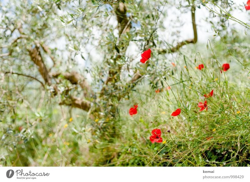 Olives and poppies Vacation & Travel Summer Summer vacation Environment Nature Plant Beautiful weather Tree Flower Bushes Leaf Blossom Foliage plant