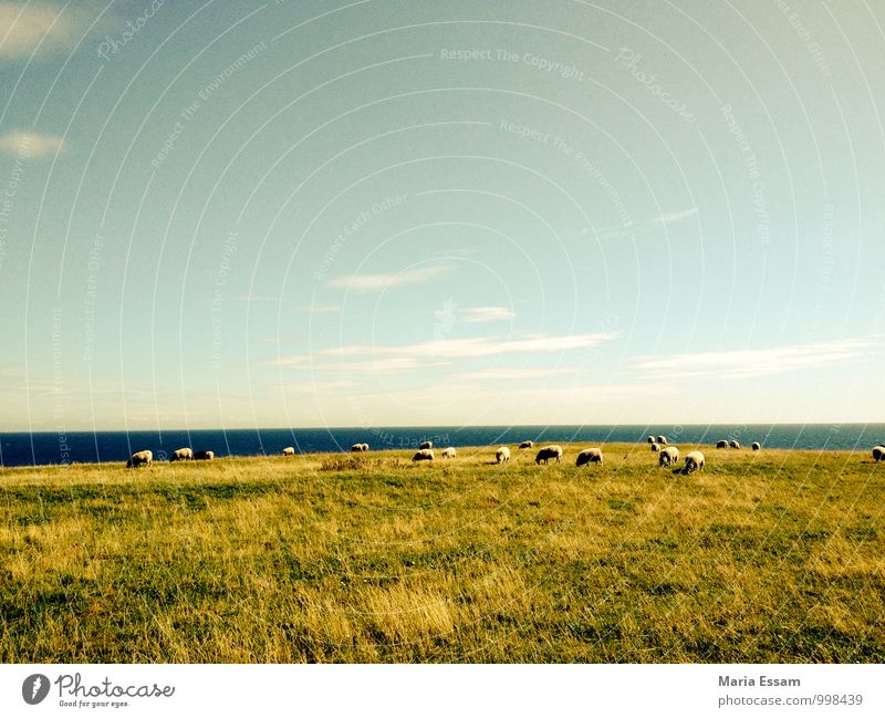 May be on Nature Landscape Earth Water Sky Horizon Grass Meadow Hill Coast Baltic Sea Dike Sweden Animal Sheep Flock Herd Blue Green Contentment Responsibility