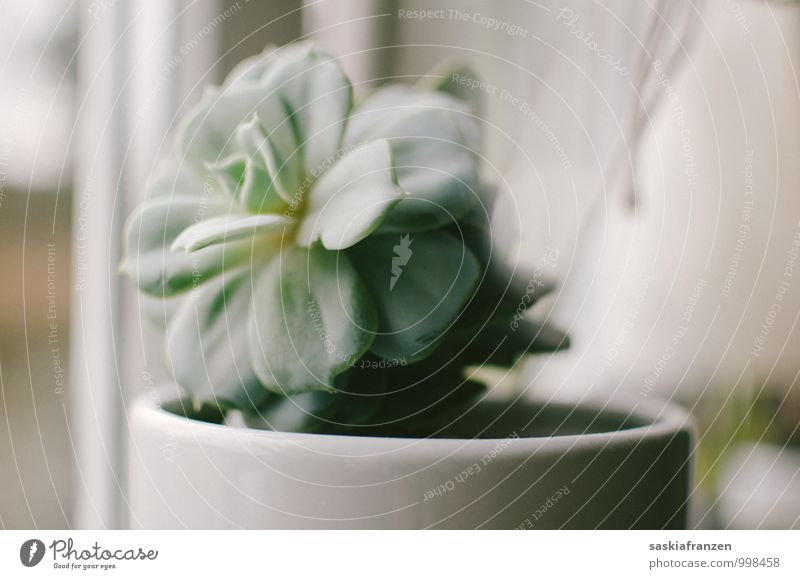Soft light. Plant Foliage plant Exotic Bright Nature Natural Gray Green White Pure Transience Succulent plants Subdued colour Interior shot Deserted Day Light