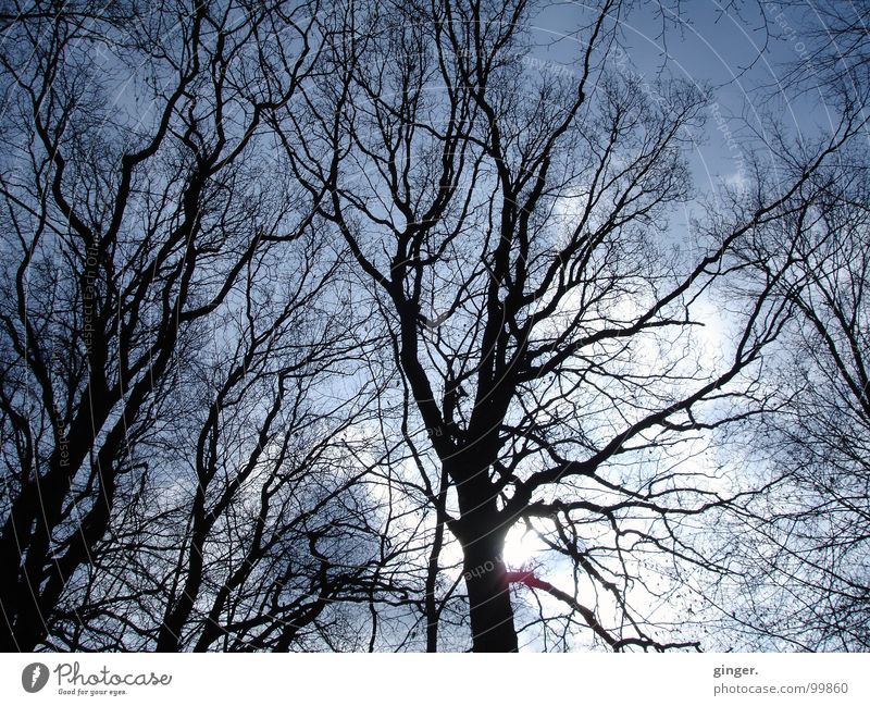 twig at dawn Nature Sky Tree Above Reticular Visual spectacle Branch Twigs and branches Leafless Silhouette Branchage Sun Clouds Winter Deciduous tree ramified