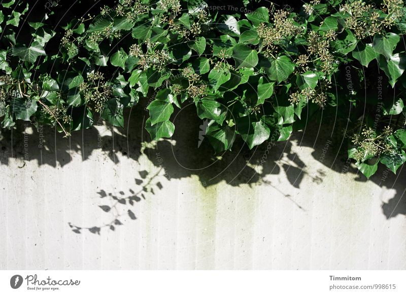Wall hanging. Nature Plant Ivy Concrete Growth Simple Natural Green Black Esthetic Wall (barrier) Shadow Colour photo Deserted Copy Space bottom Day Light