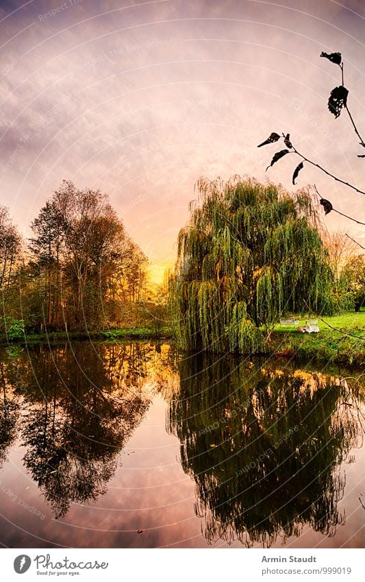Weeping willow at the pond Vacation & Travel Nature Landscape Air Water Sky Sun Sunrise Sunset Autumn Tree Pond Park Lake Relaxation Dream Growth Esthetic Dark
