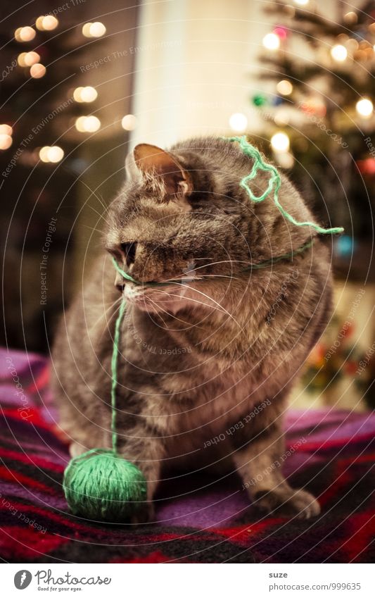 Oh, lost thread ... Leisure and hobbies Playing Feasts & Celebrations Christmas & Advent Animal Pet Cat 1 Cute Moody Joy Contentment Anticipation Festive