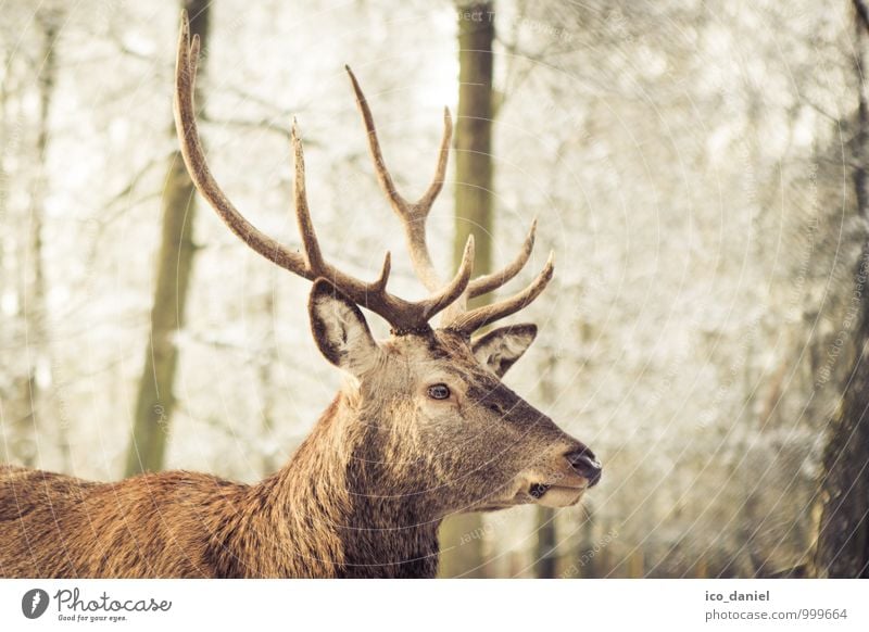 HD desktop wallpaper: Winter, Snow, Animal, Deer, Snowfall