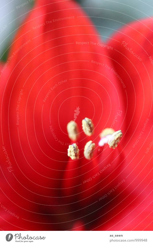 Shades of Red Beautiful Wellness Nature Plant Flower Blossom Pistil Pollen Blossom leave Calyx Fertile Blossoming Illuminate Growth Esthetic Eroticism Passion
